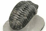 Large Phacopid (Drotops) Trilobite - Multi-Toned Shell Color #235808-4